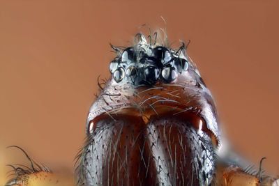 Close-up of a bird