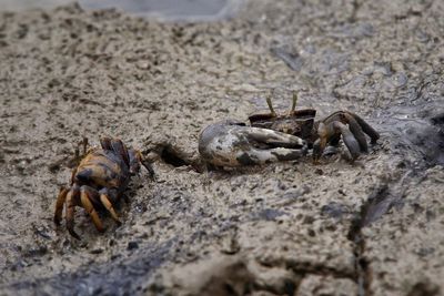 Close-up of crab on sand