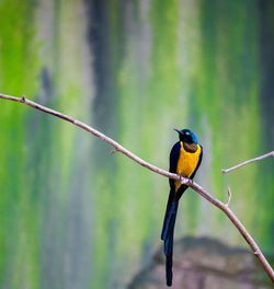 Bird perching on branch