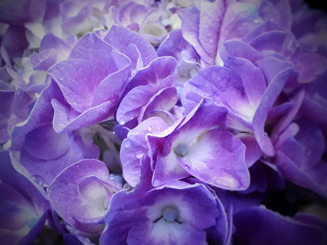 flower, beauty in nature, petal, nature, purple, plant, fragility, growth, no people, hydrangea, flower head, blooming, outdoors, close-up, freshness, day, backgrounds