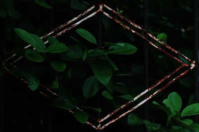 Close-up of leaves on plant at night