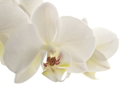 Close-up of flower against white background