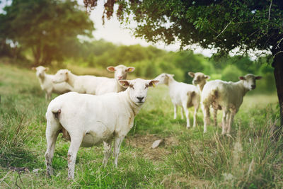 Sheep standing on field