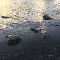 High angle view of duck swimming in lake