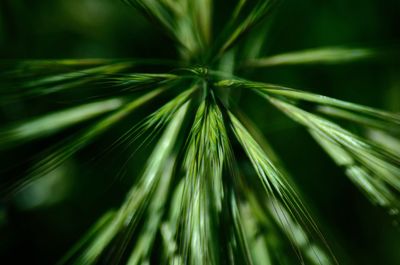 Close-up of plant