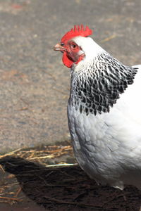 Close-up of bird