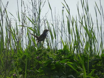 Bird perching on a field