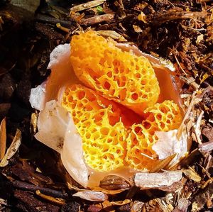 High angle view of fungus growing on field