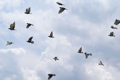 Low angle view of seagulls flying against sky