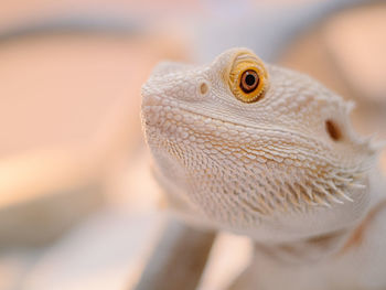 Close-up of lizard