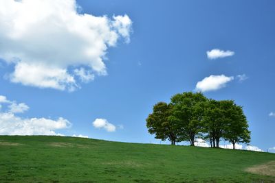 Tree on field against sky