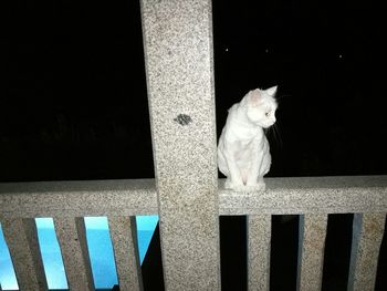 Close-up of cat sitting outdoors