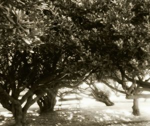 Trees growing in sunlight