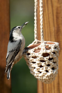 Close-up of bird perching on wood