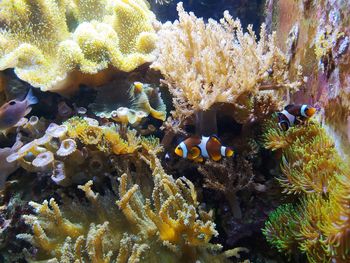 View of fish swimming in sea