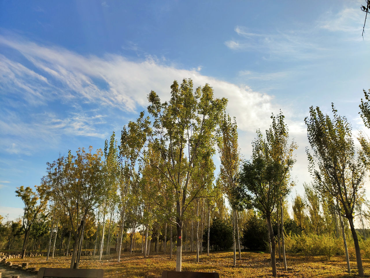 LOW ANGLE VIEW OF TREES AGAINST SKY ON FIELD