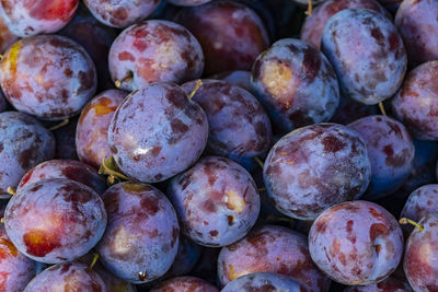 Close up purple-black plumlike fruit.