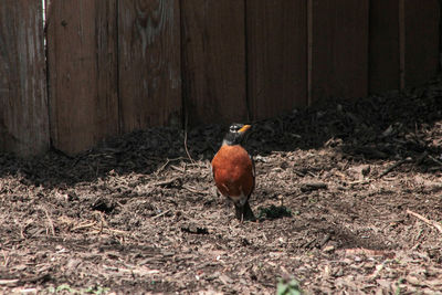 Bird perching on a field