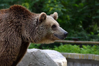 Side view of brown bear