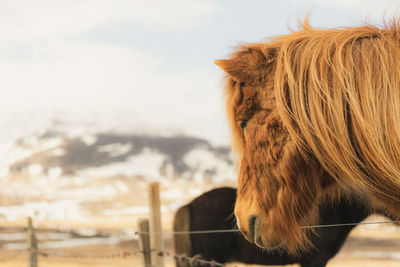 Close-up of horses against sky