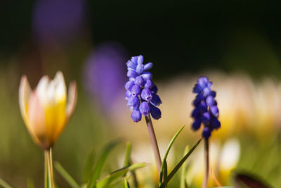 Two grape hyacinth