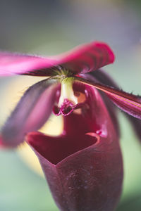 Close-up of pink rose flower