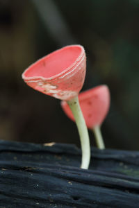 Close-up of pink flower on wood