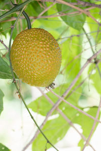 Close-up of fruit on tree