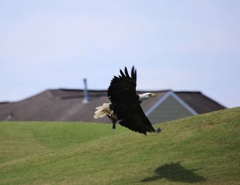 Bird flying over a land