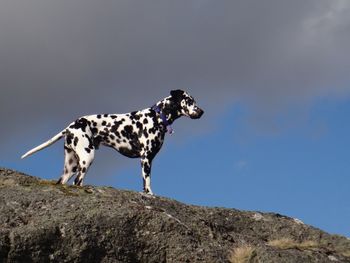 Low angle view of dalmatian dog standing on mountain peak