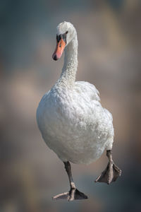 Cute swan on background