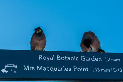 Birds perching on information sign against clear blue sky