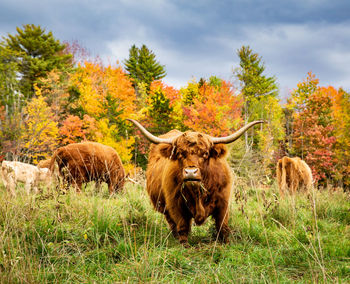 Hungry and angry highland cow