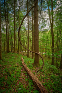 Trees in forest