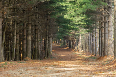 Colorful large path in the wood in italy along cammino di oropa in early spring