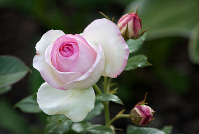Close-up of pink rose