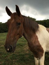 Horse on field