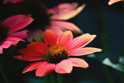 Close-up of pink flower