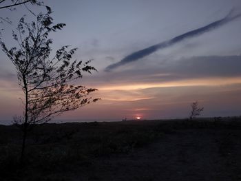 Silhouette tree on field against sky during sunset