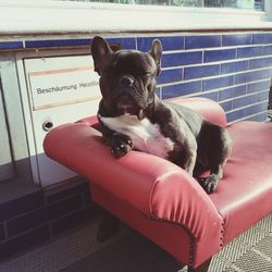 Close-up of cat resting