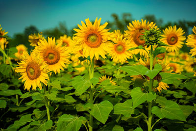 Close-up of yellow flowering plants on field