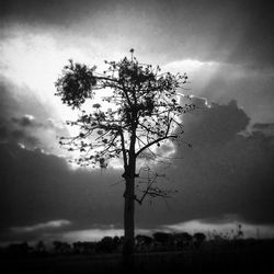 Low angle view of bare trees on field against cloudy sky