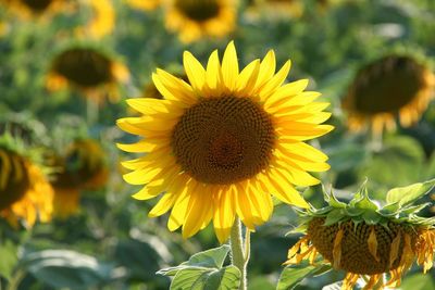 Close-up of yellow sunflower