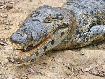 Close-up of a turtle