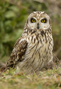 Close-up portrait of owl on field