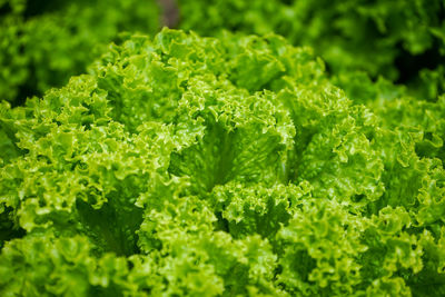 Full frame shot of fresh green plants