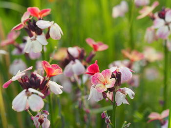 Close-up of pink flowers
