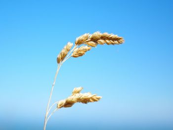 Low angle view of flowers against clear blue sky