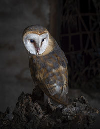 Close-up of owl perching on rock