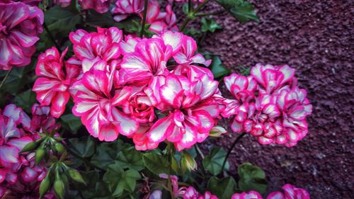 Close-up of pink flowers blooming outdoors